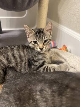 Pepper -  Domestic Short Hair and Tabby Cat for Adoption in Glendale, Arizona - Pepper | PetCurious