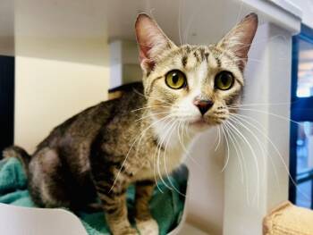 EMELI -  Domestic Short Hair Cat for Adoption in Santa Fe, New Mexico - EMELI | PetCurious