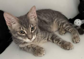 Zinc (kitten) -  Tabby Cat for Adoption in Alexandria, Virginia - Zinc (kitten) | PetCurious