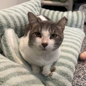 Fezco -  Domestic Short Hair Cat for Adoption in Fairport, New York - Fezco | PetCurious