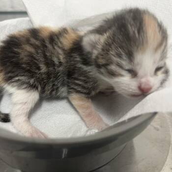 Domestic Short Hair Cats Available for Adoption in Edinburg, Texas - Paramore | PetCurious