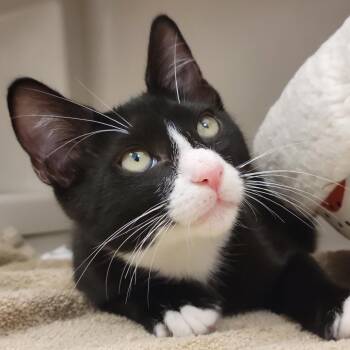Ripley -  Domestic Short Hair Cat for Adoption in Sarasota, Florida - Ripley | PetCurious