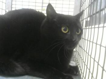 Domestic Short Hair Cats Available for Adoption in Loveland, Colorado - SALSA | PetCurious