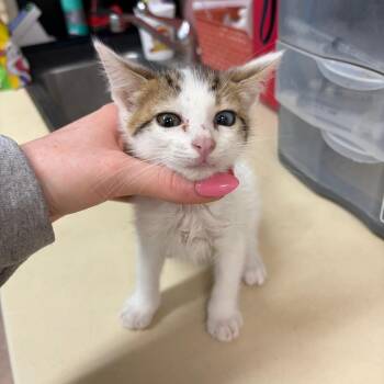 Greta -  Domestic Short Hair Cat for Adoption in Ardmore, Oklahoma - Greta | PetCurious