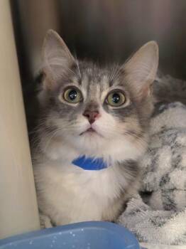 Egger -  Domestic Medium Hair and Domestic Short Hair Cat for Adoption in Westland, Michigan - Egger | PetCurious