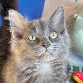 Theodora -  Extra Toes Cat Hemingway Polydactyl and Domestic Short Hair Cat for Adoption in Traverse City, Michigan - Theodora | PetCurious