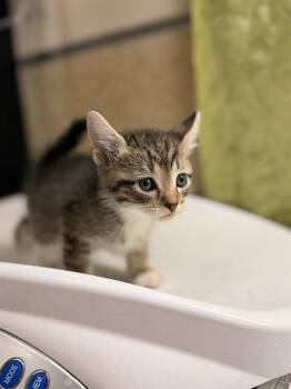 Domestic Short Hair Cats Available for Adoption in Riverside, California - A1916587 | PetCurious