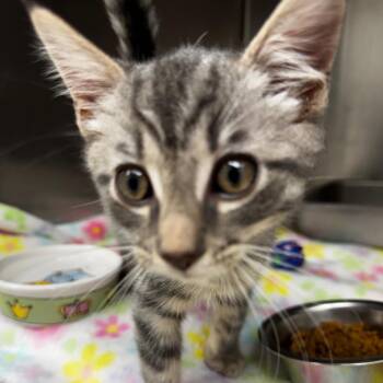 Peppermint -  Domestic Short Hair Cat for Adoption in Gloucester, Virginia - Peppermint | PetCurious