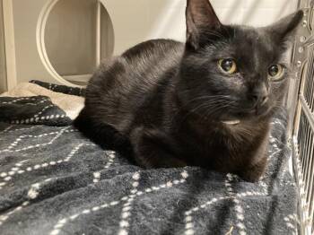 TITUS -  Domestic Short Hair Cat for Adoption in Tustin, California - TITUS | PetCurious
