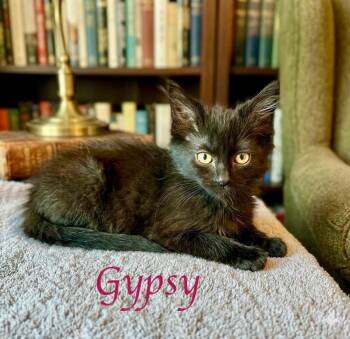 Gypsy -  Domestic Medium Hair Cat for Adoption in Oakdale, California - Gypsy | PetCurious