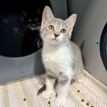 THYME -  Domestic Short Hair Cat for Adoption in Leesburg, Virginia - THYME | PetCurious