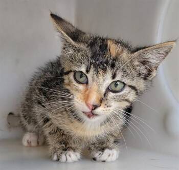 BABY MEOWS -  Domestic Short Hair Cat for Adoption in Rowlett, Texas - BABY MEOWS | PetCurious