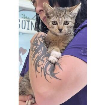 Serephena 2 -  Tabby and Calico Cat for Adoption in Clarksville, Virginia - Serephena 2 | PetCurious