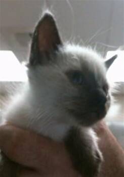 Domestic Short Hair Cats Available for Adoption in Sacramento, California - GEORGE | PetCurious