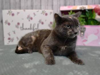 Domestic Short Hair Cats Available for Adoption in Roanoke, Texas - Fawnie | PetCurious