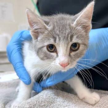 Papaya -  Domestic Short Hair Cat for Adoption in Woodinville, Washington - Papaya | PetCurious