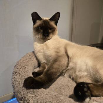 Siamese Cats Available for Adoption - Nico | PetCurious