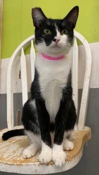 Rescue Domestic Short Hair Cats for Adoption in Lemoore, California - MAZY | PetCurious