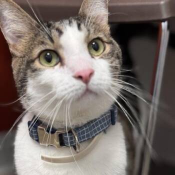 Domestic Short Hair Cats Available for Adoption in Janesville, Wisconsin - Randy | PetCurious
