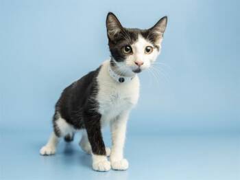ZUPPA TOSCANA -  Domestic Short Hair Cat for Adoption in Phoenix, Arizona - ZUPPA TOSCANA | PetCurious
