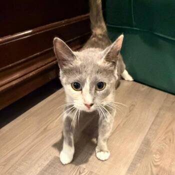 Gemma Stone -  Domestic Short Hair Cat for Adoption in Houston, Texas - Gemma Stone | PetCurious