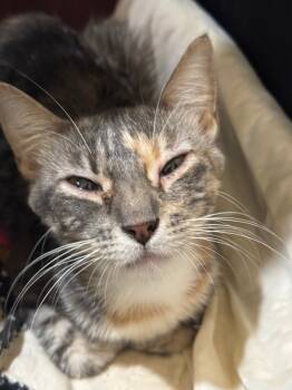 Rescue Domestic Short Hair Cats for Adoption in New Braunfels, Texas - Butterscotch | PetCurious