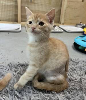 Fiona -  Domestic Short Hair Cat for Adoption in Courtenay, British Columbia - Fiona | PetCurious