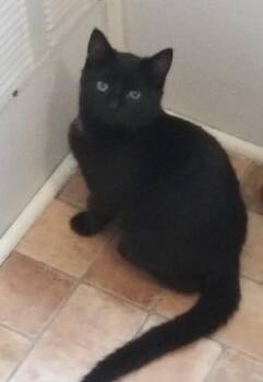 Rescue Domestic Short Hair Cats for Adoption in Libby, Montana - Apurrdite | PetCurious