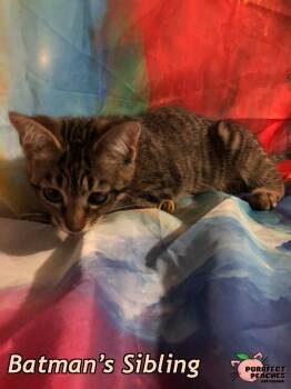Batman’s Sibling -  Domestic Short Hair Cat for Adoption in Douglasville, Georgia - Batman’s Sibling | PetCurious