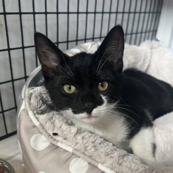 Maddie -  Domestic Short Hair Cat for Adoption in Sarasota, Florida - Maddie | PetCurious
