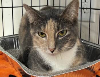 Mitzie -  Domestic Short Hair Cat for Adoption in Bridgeport, Connecticut - Mitzie | PetCurious