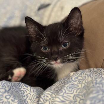 Domestic Short Hair Cats Available for Adoption in Dekalb, Illinois - Perrier | PetCurious