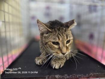 SAMSON -  Domestic Short Hair Cat for Adoption in Orlando, Florida - SAMSON | PetCurious