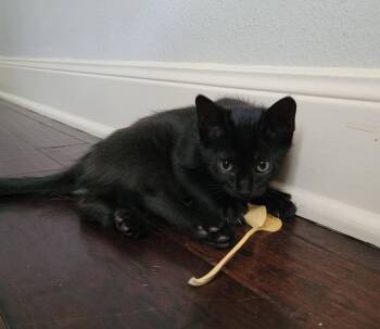 Domestic Medium Hair Cats Available for Adoption in The Woodlands, Texas - Chocolate Cake | PetCurious