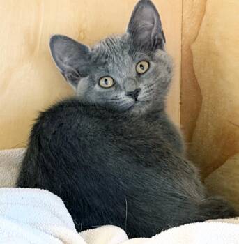 GRETL - MY ADOPTION FEE IS HALF PRICE IN JUNE -  Domestic Short Hair Cat for Adoption in San Clemente, California - GRETL - MY ADOPTION FEE IS HALF PRICE IN JUNE | PetCurious