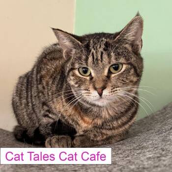 Yuki -  Domestic Short Hair Cat for Adoption in Chapel Hill, North Carolina - Yuki | PetCurious