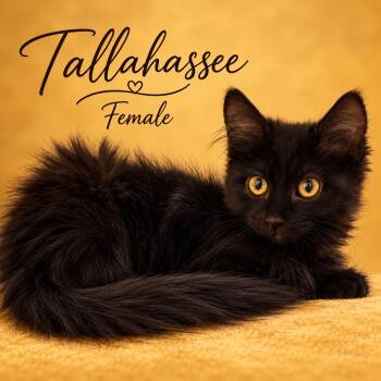 Tallahassee at PETSMART NORTHWEST RENO MAE ANNE -  Bombay Cat for Adoption in Reno, Nevada - Tallahassee At PETSMART NORTHWEST RENO MAE ANNE | PetCurious