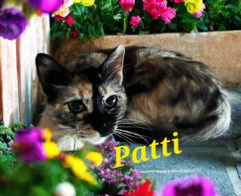 Rescue Domestic Long Hair Cats for Adoption in Jim Thorpe, Pennsylvania - Patti | PetCurious