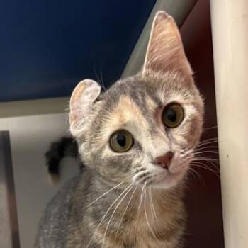 Domestic Short Hair Cats Available for Adoption in Janesville, Wisconsin - Daphne | PetCurious