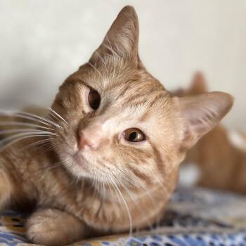 Alfredo -  Domestic Short Hair Cat for Adoption in Midland, Texas - Alfredo | PetCurious
