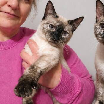 Siamese and Tortoiseshell Cats Available for Adoption in Quincy, Ohio - Princess Dot | PetCurious
