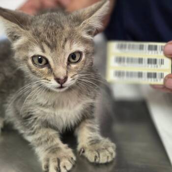 Docious -  Domestic Long Hair Cat for Adoption in Charleston, West Virginia - Docious | PetCurious
