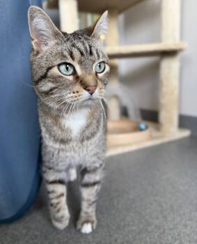 Rescue Domestic Short Hair Cats for Adoption in Sheboygan, Wisconsin - Charlie | PetCurious