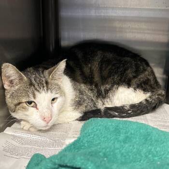 Domestic Short Hair Cats Available for Adoption in Pauls Valley, Oklahoma - MM | PetCurious