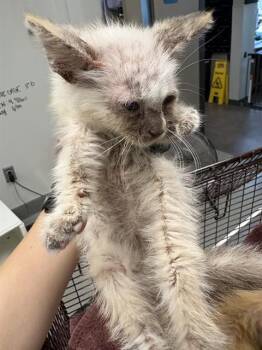 KITTEN 1 -  Domestic Short Hair Cat for Adoption in Ontario, California - KITTEN 1 | PetCurious