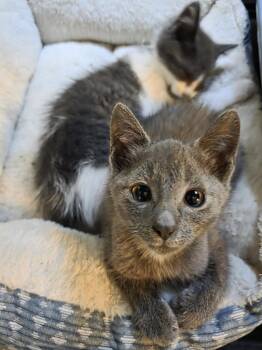 C329 Litter Stormie -  Domestic Short Hair Cat for Adoption in Livonia, Michigan - C329 Litter Stormie | PetCurious