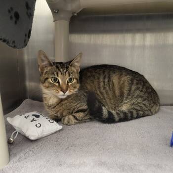 Rescue Domestic Short Hair Cats for Adoption in Fort Wayne, Indiana - Asher | PetCurious