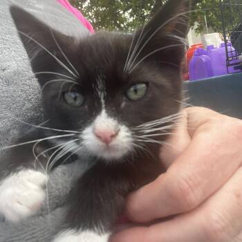 Moonbeam -  Domestic Short Hair Cat for Adoption in Santa Cruz, California - Moonbeam | PetCurious