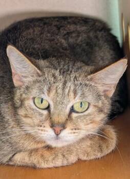 Toasty -  Domestic Short Hair Cat for Adoption in Bellevue, Washington - Toasty | PetCurious
