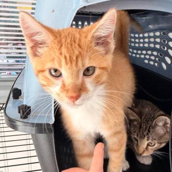 Rueben -  Domestic Short Hair Cat for Adoption in Indianapolis, Indiana - Rueben | PetCurious